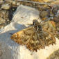 Borboleta // False Mallow Skipper (Carcharodus tripolina)