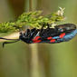 Zygaena trifolii4