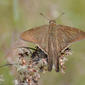 Borboleta (Urbanus procne)