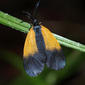 Orange-patched Smoky Moth